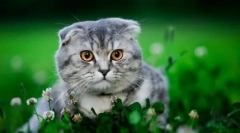 Scottish fold cat (fotografie): některé štěstí